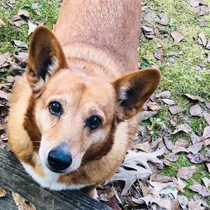 Meet your Posher, Callie